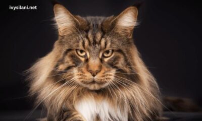 How Much Are Maine coon Cats