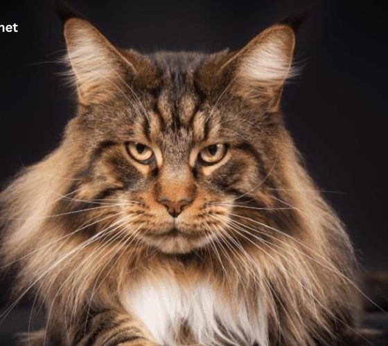How Much Are Maine coon Cats